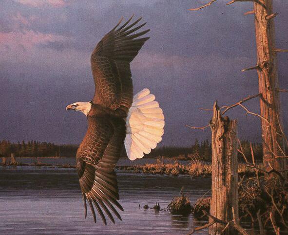 ציור שמן עיט פרש כנפיים 