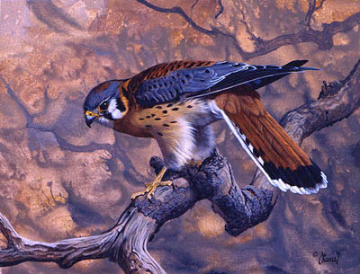 ציור שמן בז על ענף ביער